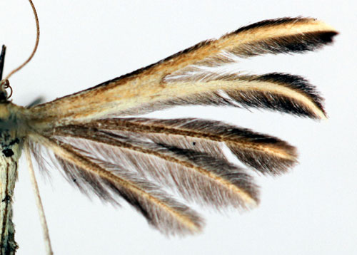 Radsprötat timjanfjädermott
 Merrifieldia tridactyla