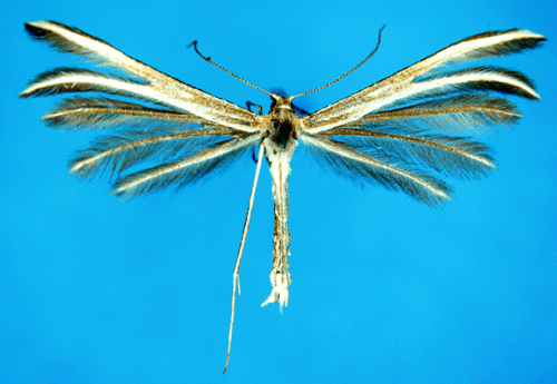Linjesprötat timjanfjädermott Merrifieldia leucodactyla