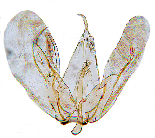Radsprtat timjanfjdermott Merrifieldia tridactyla