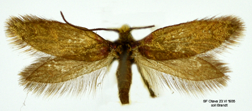 Kärrkäkmal Micropterix calthella
