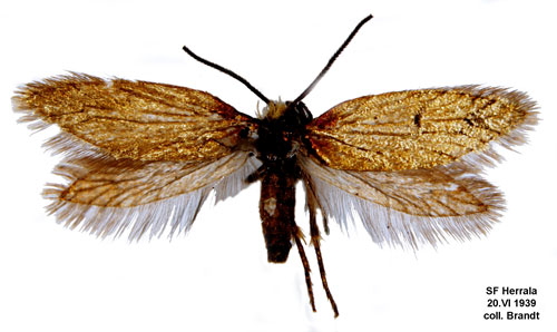 Kärrkäkmal Micropterix calthella
