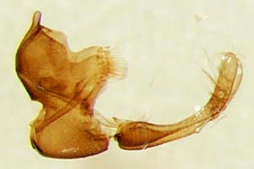 Bokskogskkmal Micropterix osthelderi