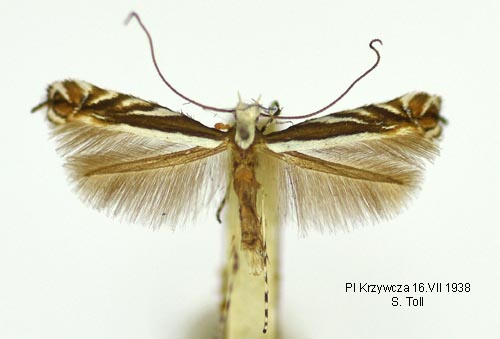 Gökärtstyltmal Micrurapteryx kollariella