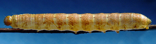 Brunt �ngsfly Mniotype adusta