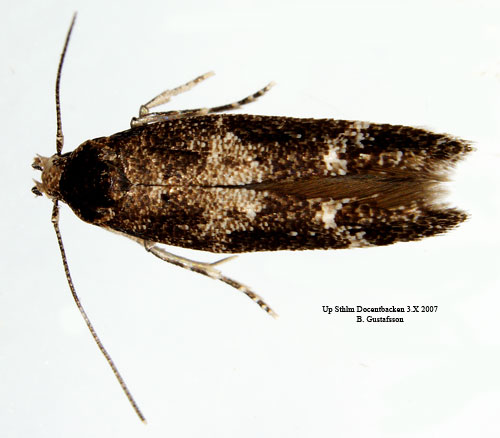 Gallrallarbrokmal Mompha sturnipennella