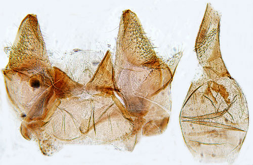 Motflckdystermal Monochroa elongella