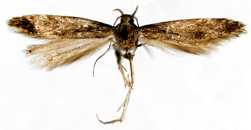 Motfläcksdystermal Monochroa elongella