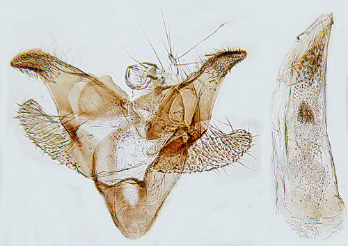 Siamesisk tvillingdystermal Monochroa ferrea
