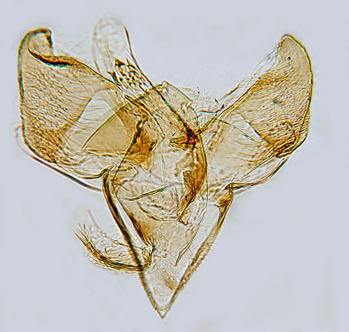 Pilrtdystermal Monochroa hornigi