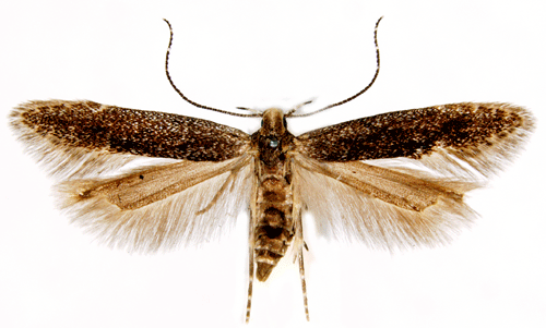 Pilörtsdystermal Monochroa hornigi
