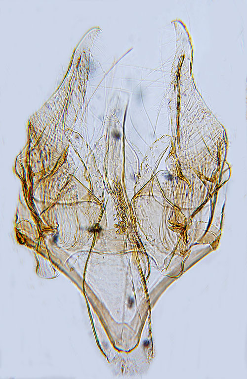 Hstskrppedystermal Monochroa palustrella