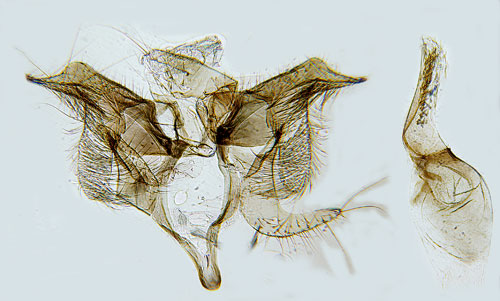 Fjllngssyredystermal Monochroa saltenella