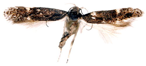 Större bergsyredystermal Monochroa sepicolella
