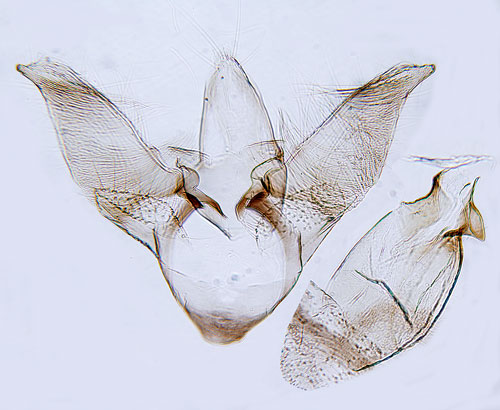 Strre bergsyredystermal Monochroa sepicolella