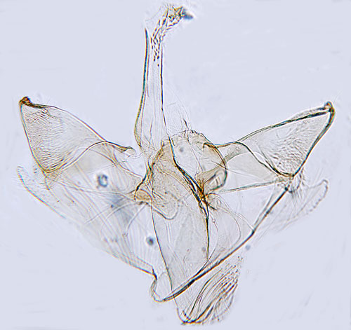 Gungflydystermal Monochroa arundinetella
