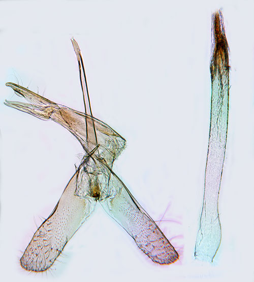 Fnsterbomal Monopis fenestratella