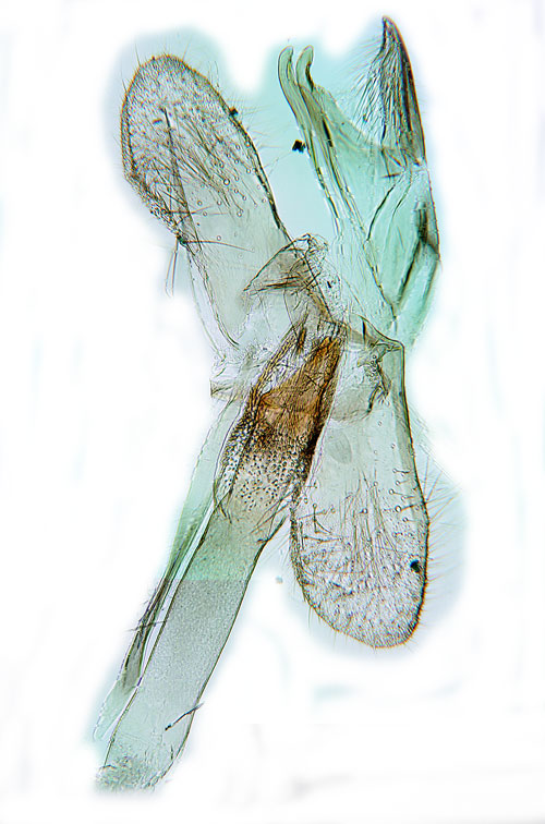 Prickbomal Monopis imella