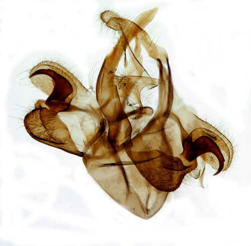 Snedbandad svampmal Morophaga choragella