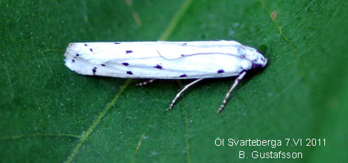 Tistelm�rgmott Myelois circumvoluta