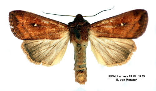 Vitpunktsgräsfly Mythimna albipuncta