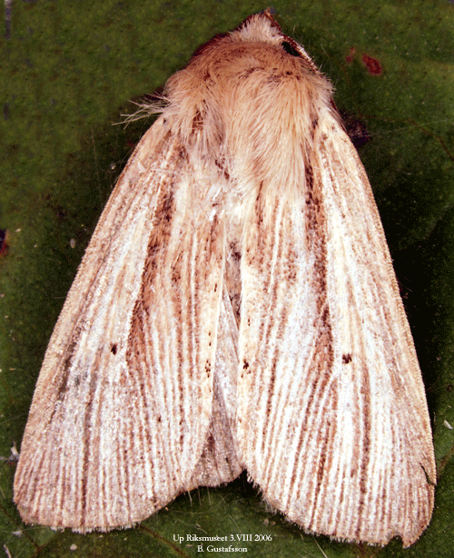 Brungult gr�sfly Mythimna impura