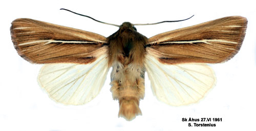 Vitstreckat gräsfly Mythimna litoralis