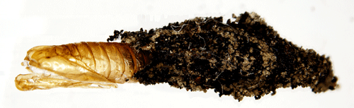 Algsckspinnare Narycia duplicella