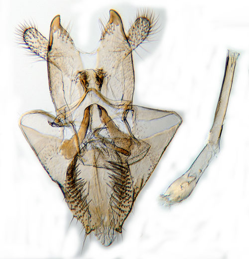 Alsvampmal Nemapogon clematellus