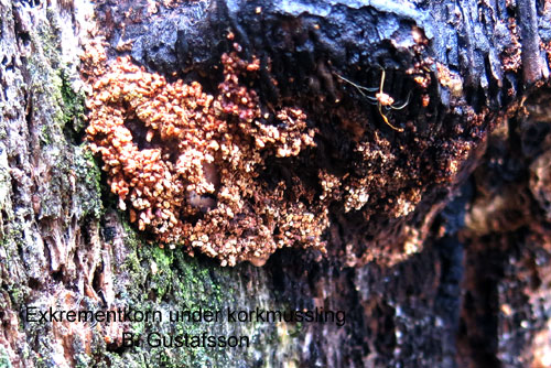 Korkmusslingsmal Nemapogon fungivorellus