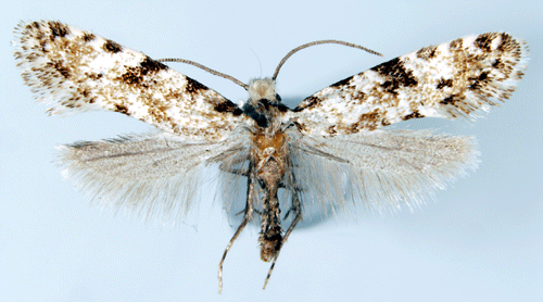 Sidensvampmal Nemapogon inconditella