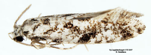 G�rdsvampmal Nemapogon variatella
