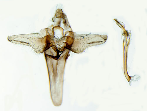 Bokantennmal Nematopogon adansoniella