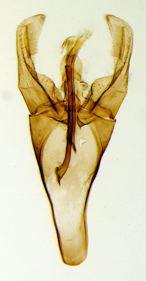 Bronsantennmal Nematopogon pilella