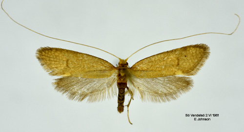 Gulaktig antennmal Nematopogon schwarziellus