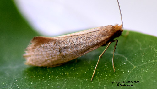Gulaktig antennmal Nematopogon schwarziellus