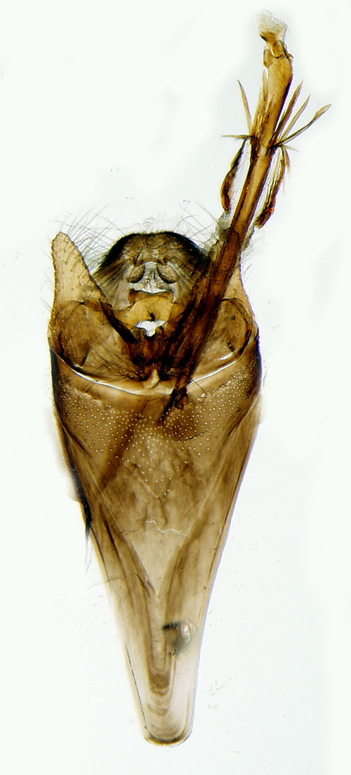 Sibirisk antennmal Nemophora amatella