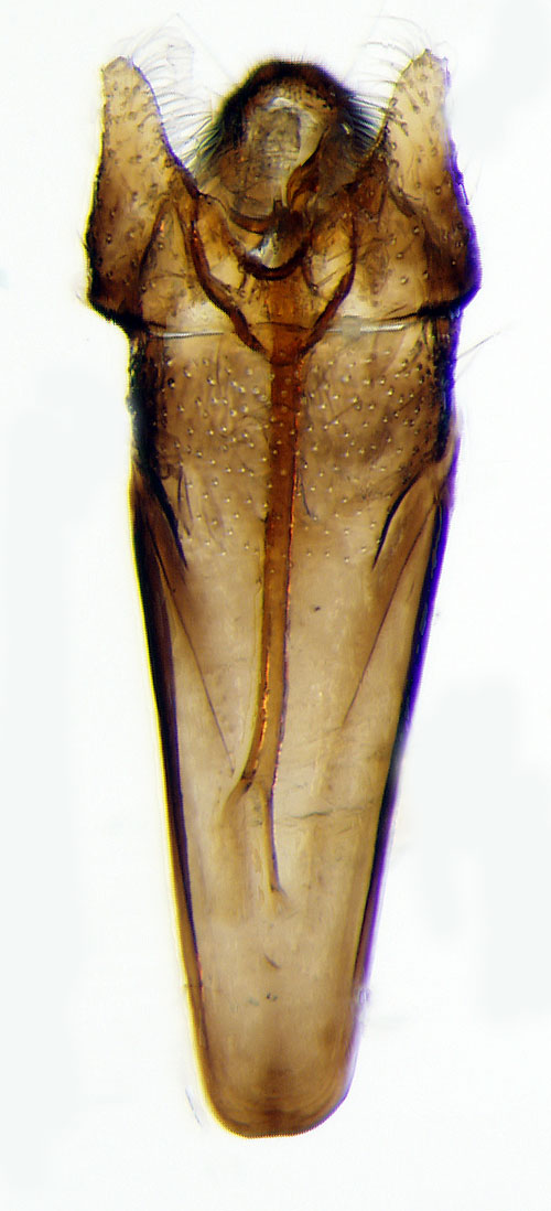 Alvarantennmal Nemophora dumerilella
