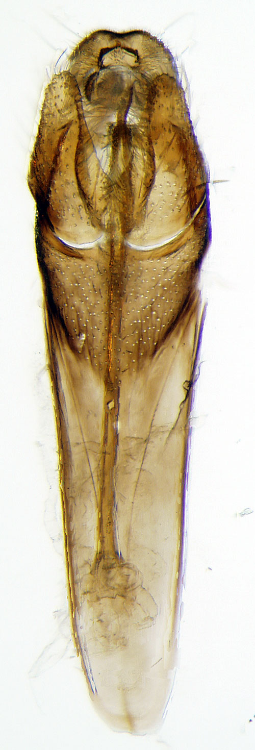 kervddsantennmal Nemophora metallica