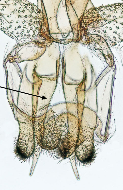 Infernalisk stvmal Neofaculta infernella