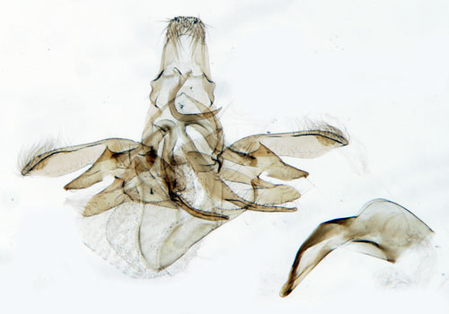 Grsprcklig syrestvmal Neofriseria singula