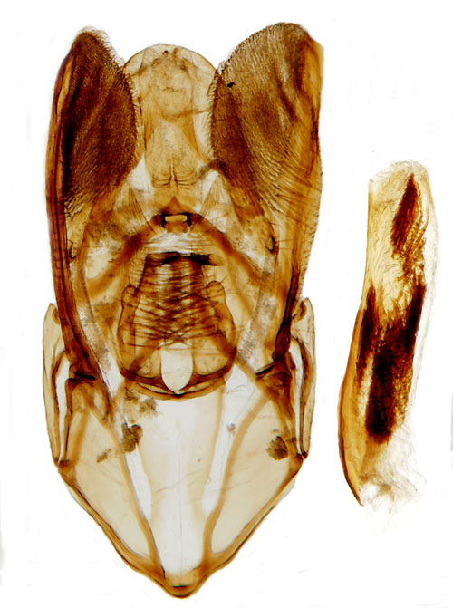 Benvedsmott Nephopterix angustella