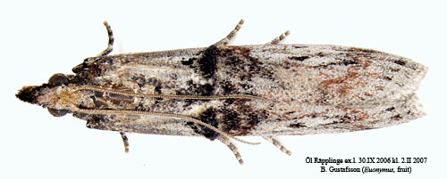 Benvedsmott Nephopterix angustella