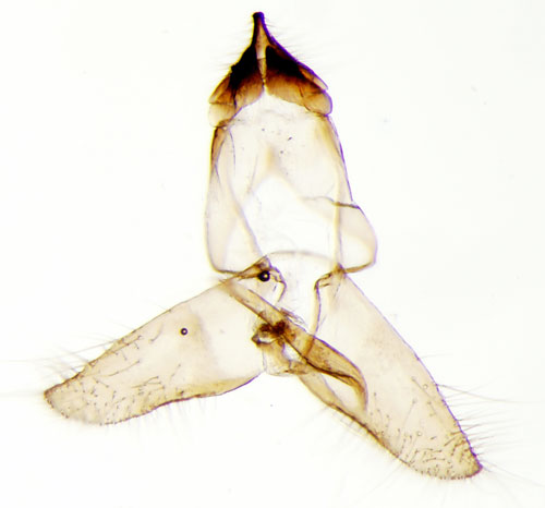 Kattugglebomal Niditinea striolella