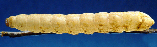 Bredbandat bandfly Noctua fimbriata