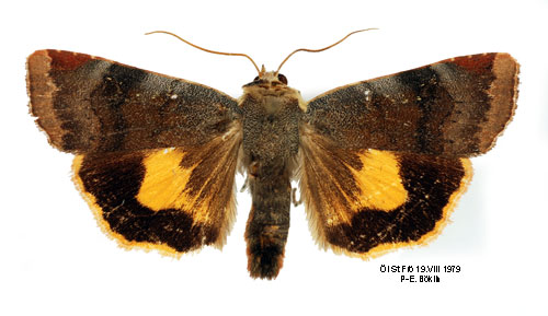 Brunviolett bandfly Noctua janthe