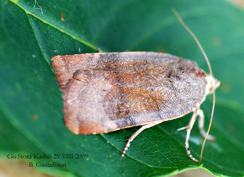Brunviolett bandfly Noctua janthe