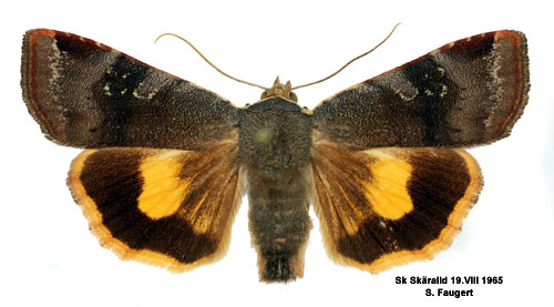 Violettgr�tt bandfly Noctua janthina