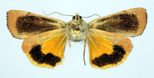 Bronsbandfly Noctua tertia