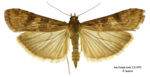Nattflymott Nomophila noctuella