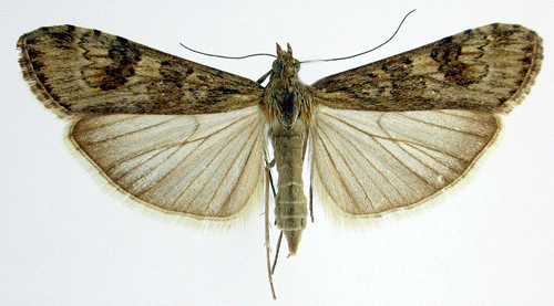 Nattflymott Nomophila noctuella
